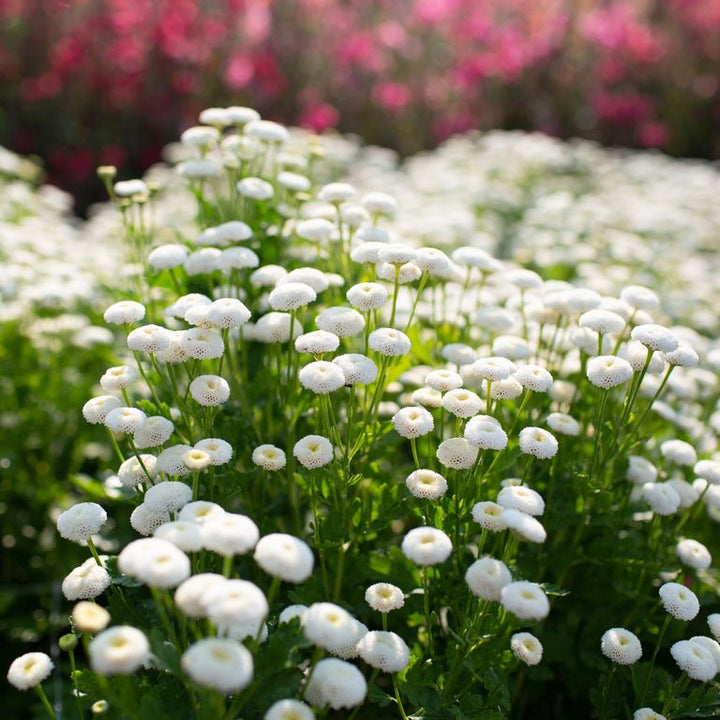 Feverfew ‘Vegmo Snowball’ - Clementine Home Floral Gift