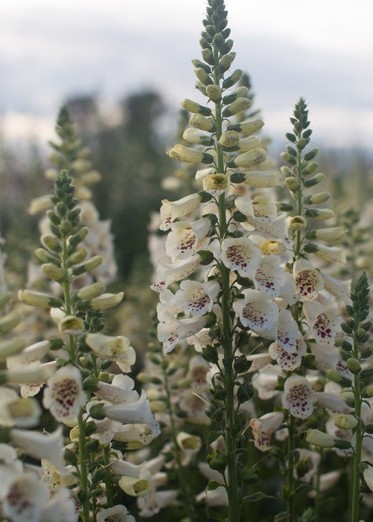 Foxglove ‘Camelot Cream’ - Clementine Home Floral Gift
