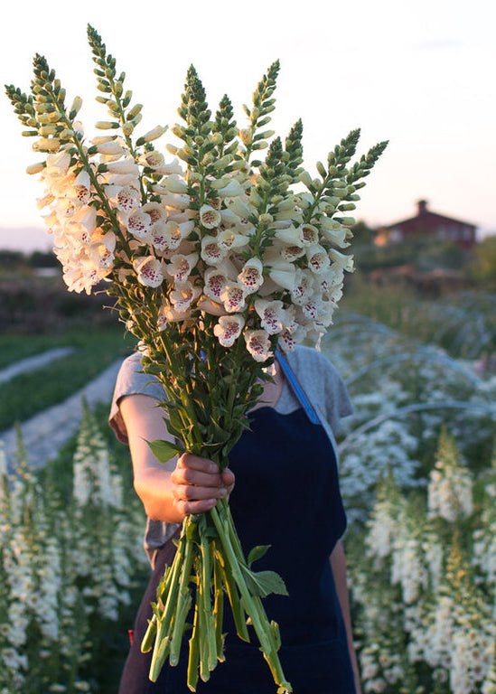 Foxglove ‘Camelot Cream’ - Clementine Home Floral Gift