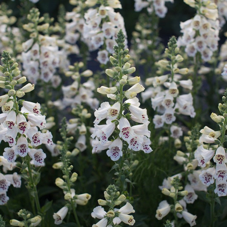 Foxglove ‘Camelot Cream’ - Clementine Home Floral Gift