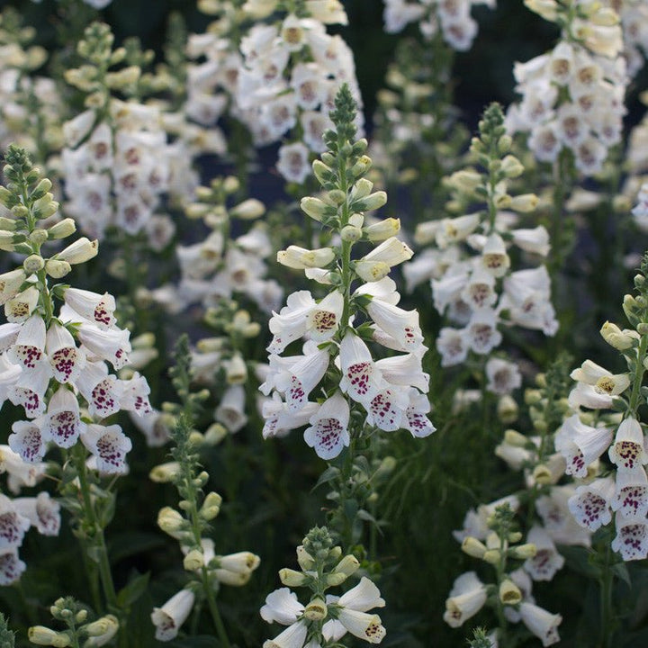 Foxglove ‘Camelot Cream’ - Clementine Home Floral Gift
