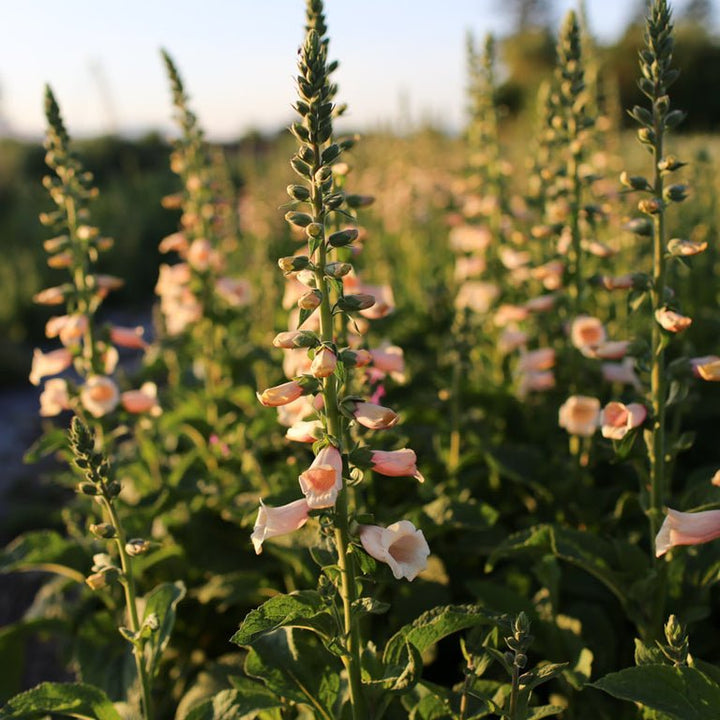 Foxglove ‘Dalmatian Peach’ - Clementine Home Floral Gift