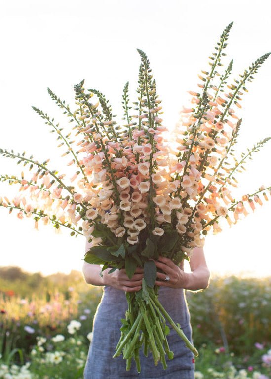 Foxglove ‘Dalmatian Peach’ - Clementine Home Floral Gift