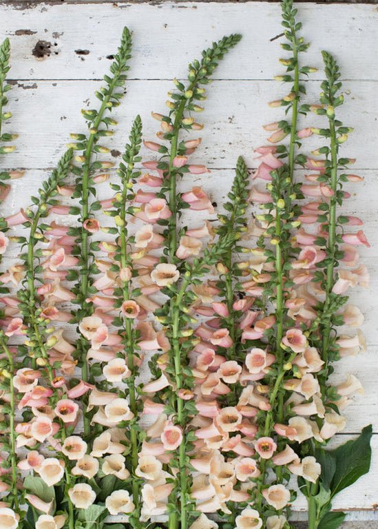 Foxglove ‘Dalmatian Peach’ - Clementine Home Floral Gift