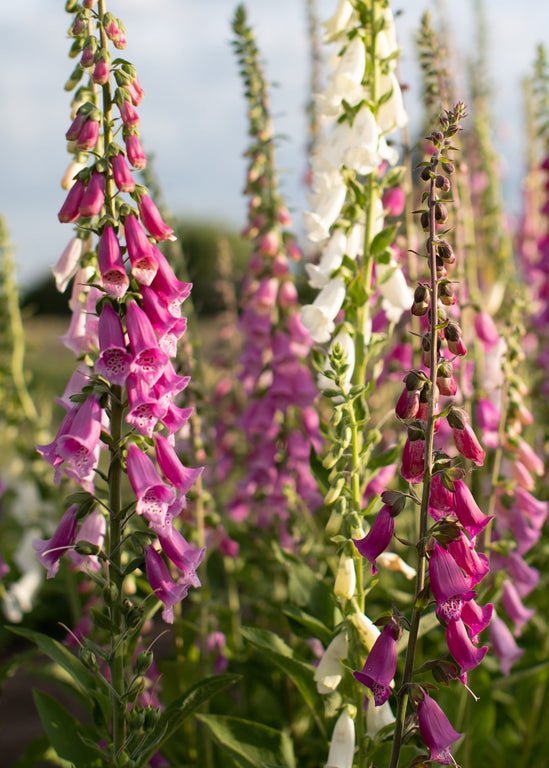 Foxglove ‘Excelsior’ - Clementine Home Floral Gift