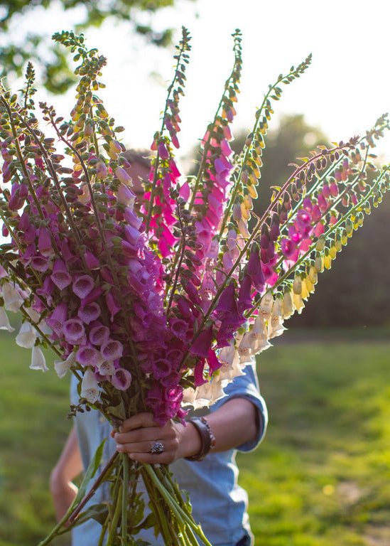 Foxglove ‘Excelsior’ - Clementine Home Floral Gift