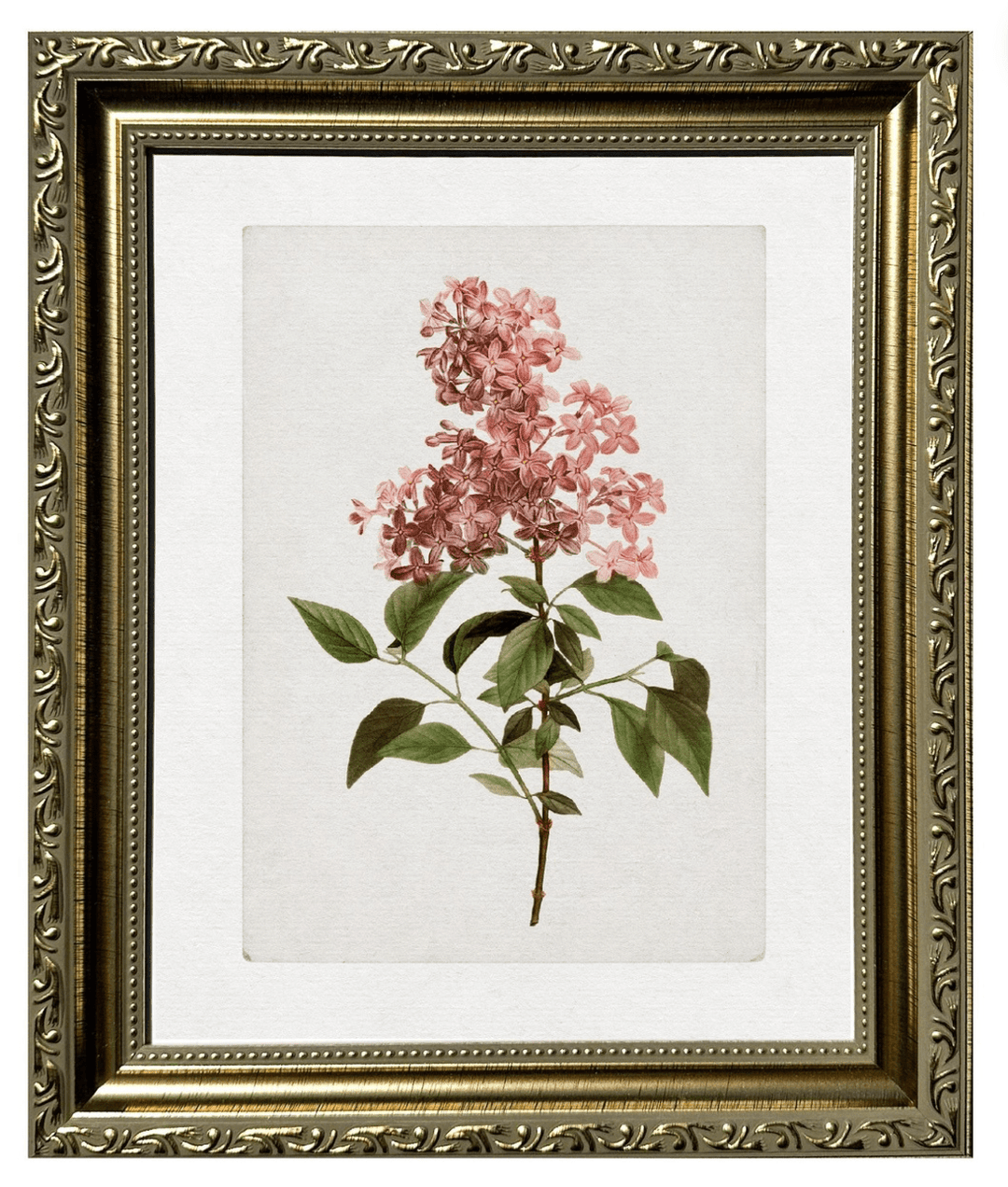 Framed Vintage Botanical Art Print Bundle - Clementine Home Floral Gift