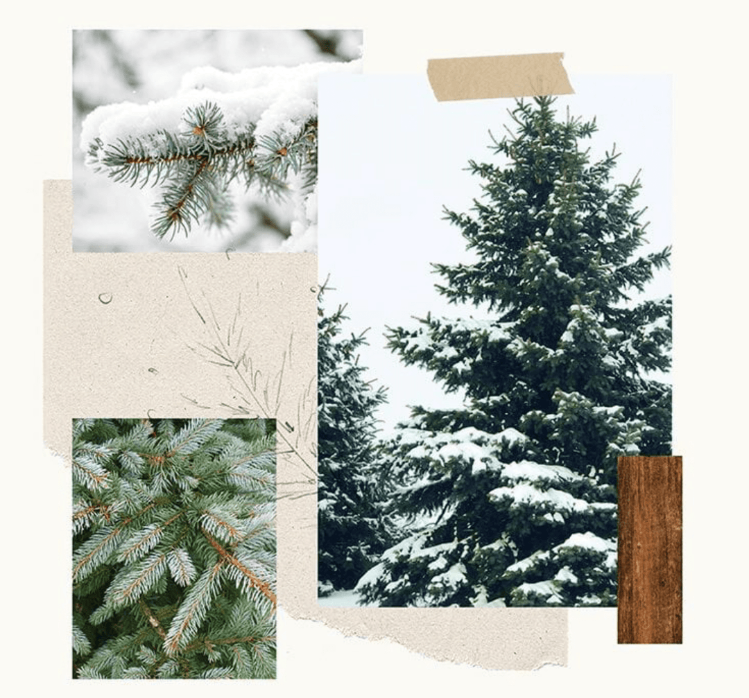 Frasier Fir - Pura Smart Home Diffuser Refill - Clementine Home Floral Gift