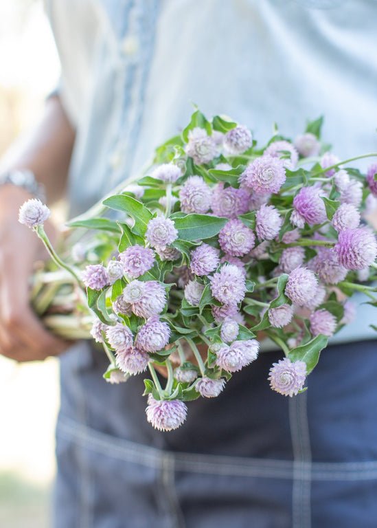 Globe Amaranth ‘Pink’ - Clementine Home Floral Gift