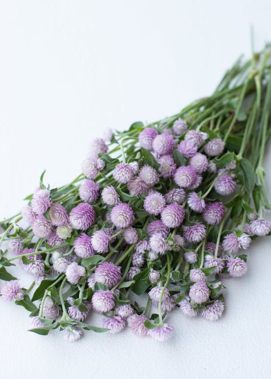 Globe Amaranth ‘Pink’ - Clementine Home Floral Gift