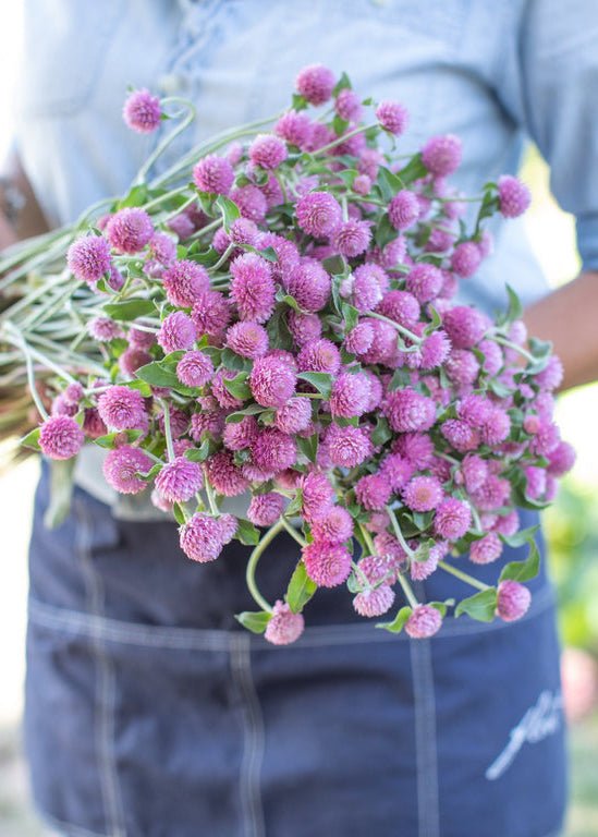 Globe Amaranth ‘Rose’ - Clementine Home Floral Gift
