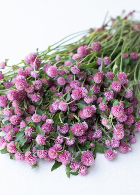 Globe Amaranth ‘Rose’ - Clementine Home Floral Gift