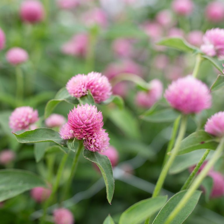 Globe Amaranth ‘Rose’ - Clementine Home Floral Gift