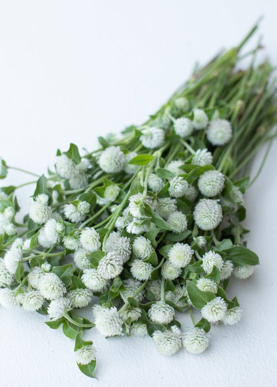 Globe Amaranth ‘White’ - Clementine Home Floral Gift