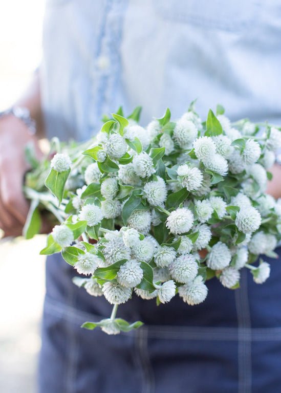 Globe Amaranth ‘White’ - Clementine Home Floral Gift