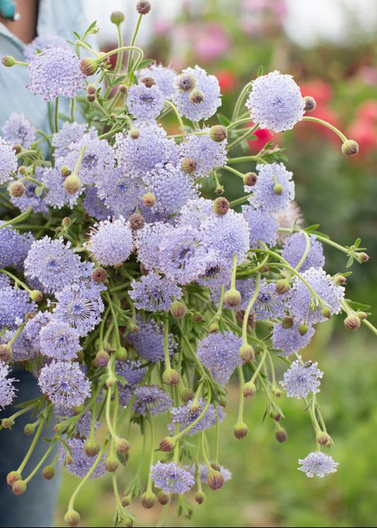 Lace Flower ‘Lacy Blue’ - Clementine Home Floral Gift