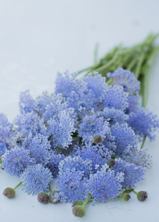 Lace Flower ‘Lacy Blue’ - Clementine Home Floral Gift