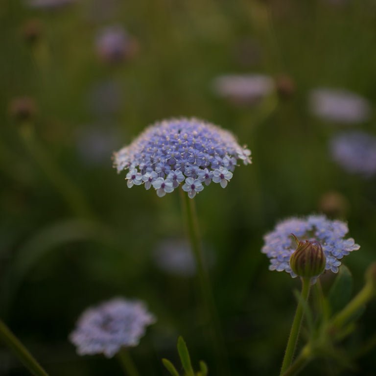 Lace Flower ‘Lacy Blue’ - Clementine Home Floral Gift