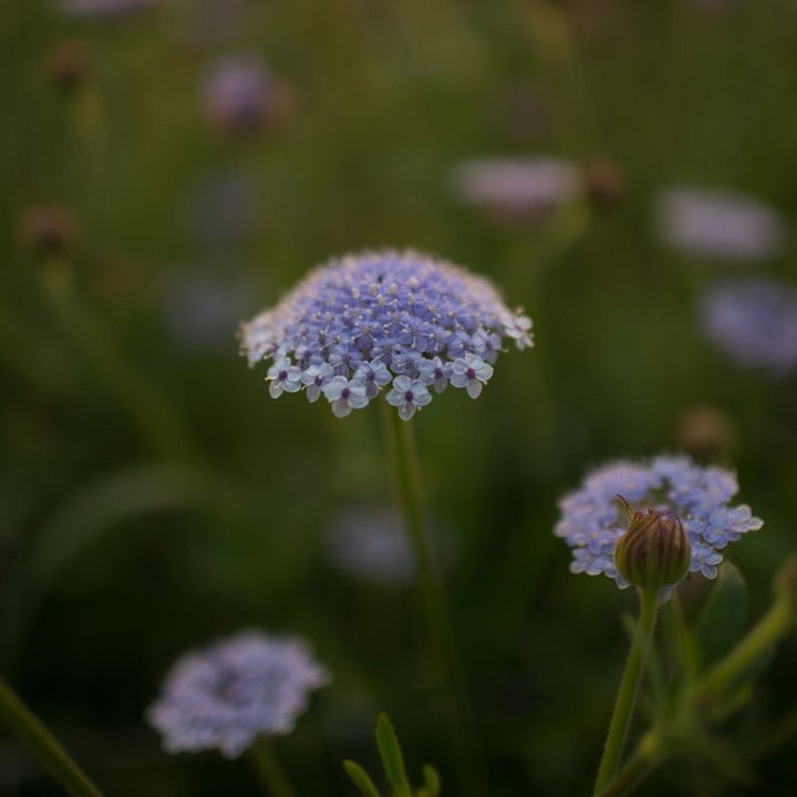 Lace Flower ‘Lacy Blue’ - Clementine Home Floral Gift