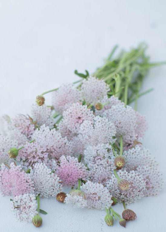 Lace Flower ‘Lacy Pink’ - Clementine Home Floral Gift