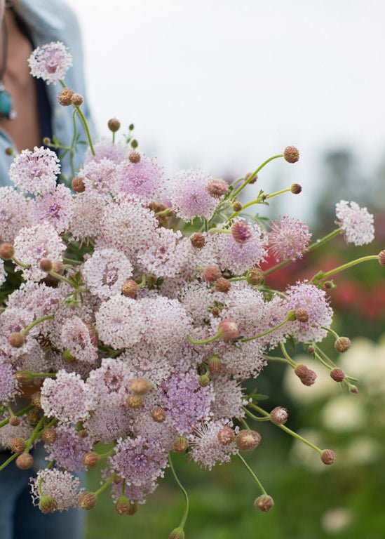 Lace Flower ‘Lacy Pink’ - Clementine Home Floral Gift