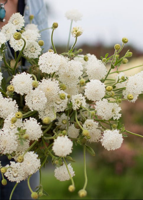 Lace Flower ‘Lacy White’ - Clementine Home Floral Gift