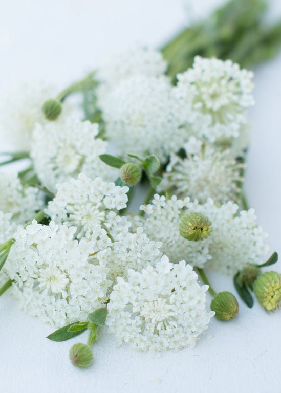 Lace Flower ‘Lacy White’ - Clementine Home Floral Gift