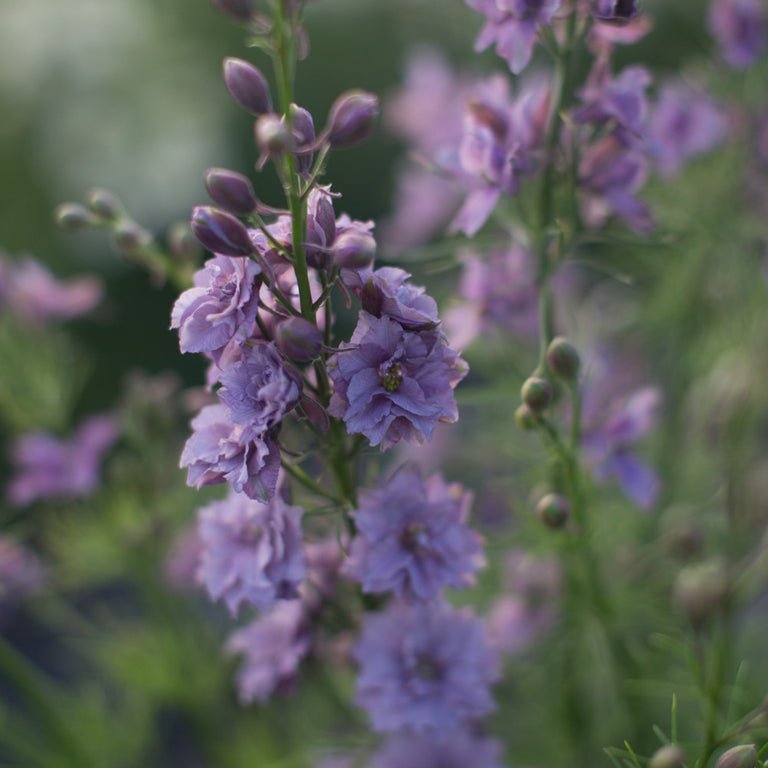 Larkspur ‘Earl Grey’ - Clementine Home Floral Gift