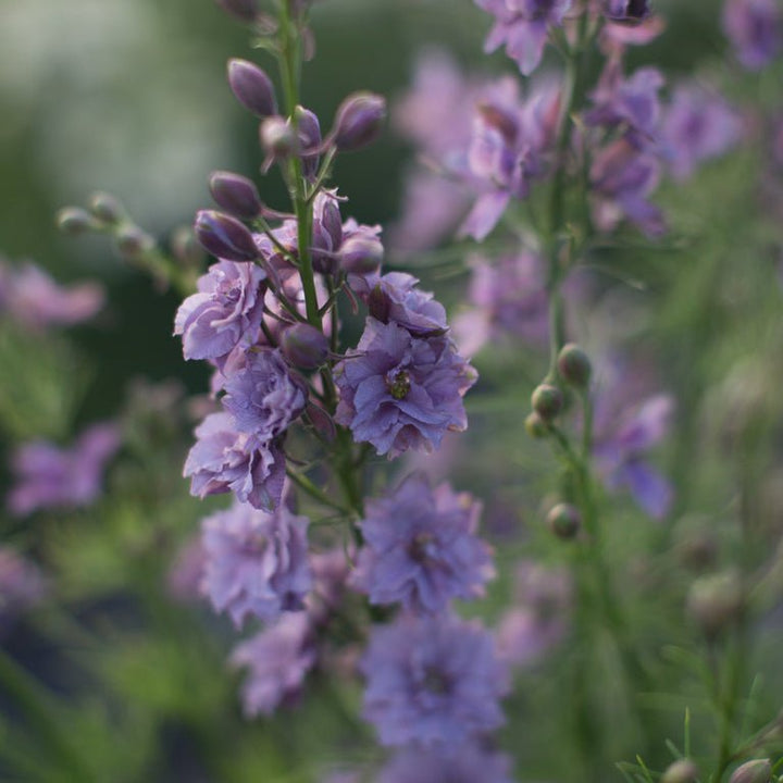 Larkspur ‘Earl Grey’ - Clementine Home Floral Gift