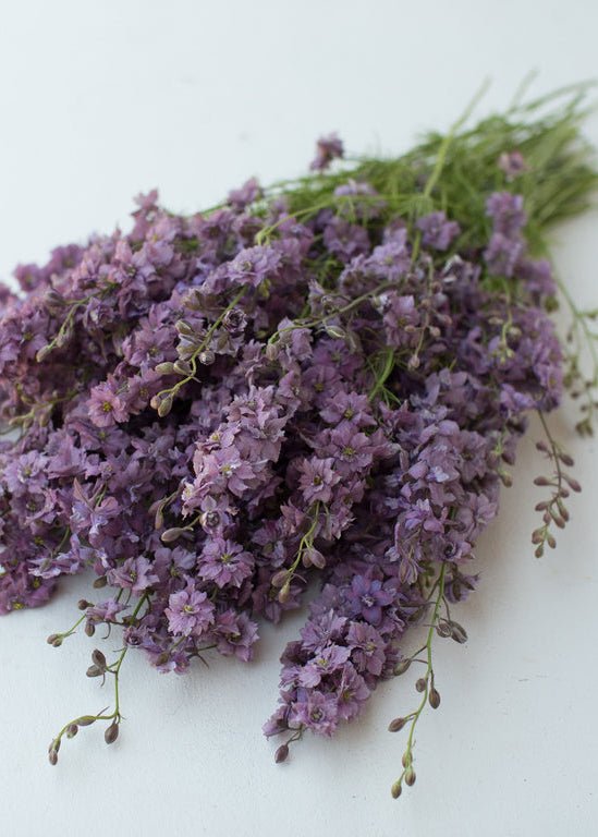 Larkspur ‘Earl Grey’ - Clementine Home Floral Gift