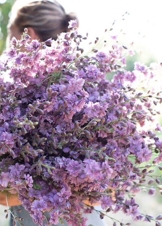 Larkspur ‘Earl Grey’ - Clementine Home Floral Gift