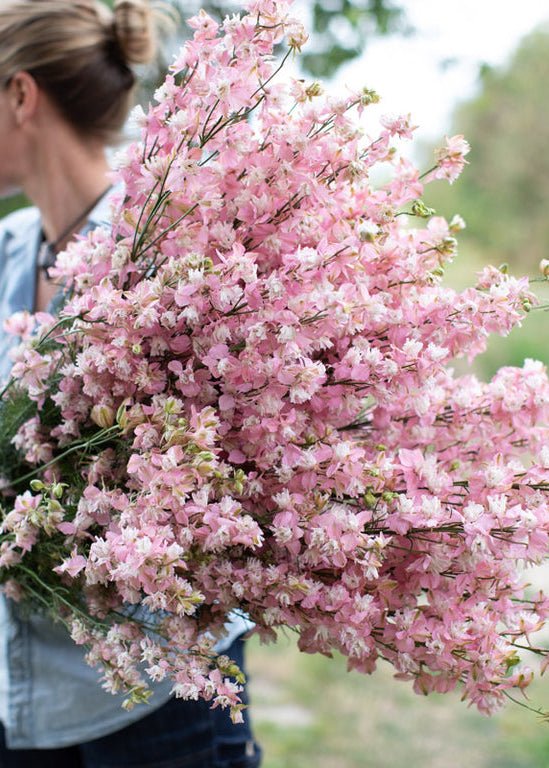 Larkspur ‘Fancy Pink’ - Clementine Home Floral Gift