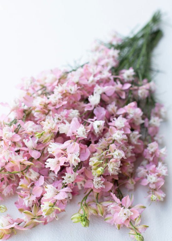 Larkspur ‘Fancy Pink’ - Clementine Home Floral Gift