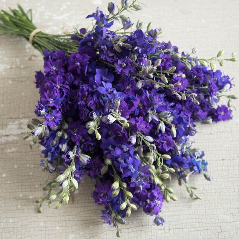 Larkspur - Giant Imperial Blue Spire - Clementine Home Floral Gift
