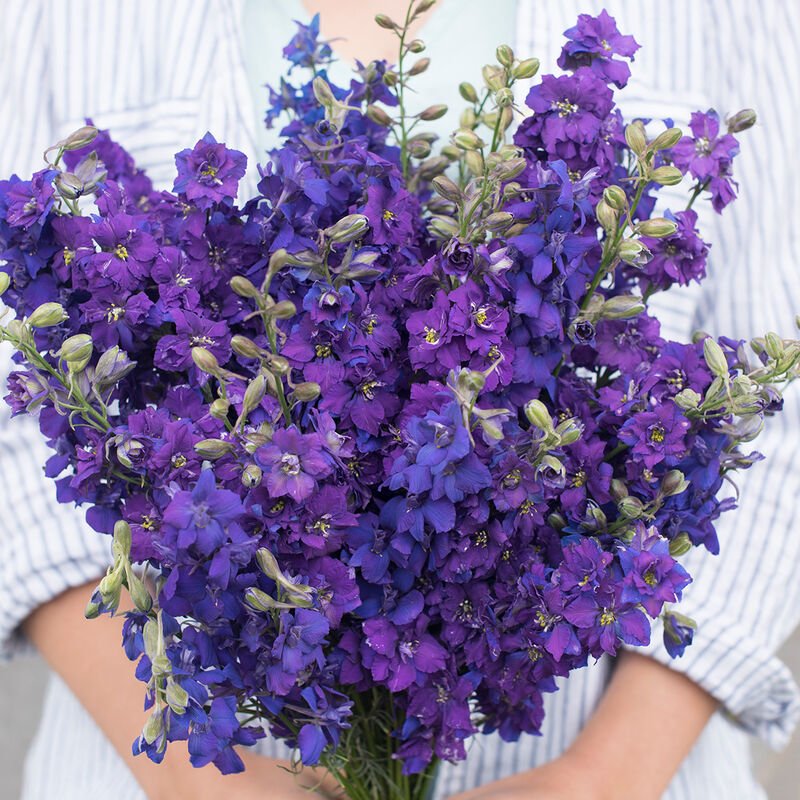 Larkspur - Giant Imperial Blue Spire - Clementine Home Floral Gift