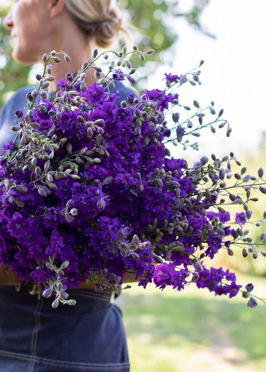 Larkspur ‘Giant Imperial Blue Spire’ - Clementine Home Floral Gift