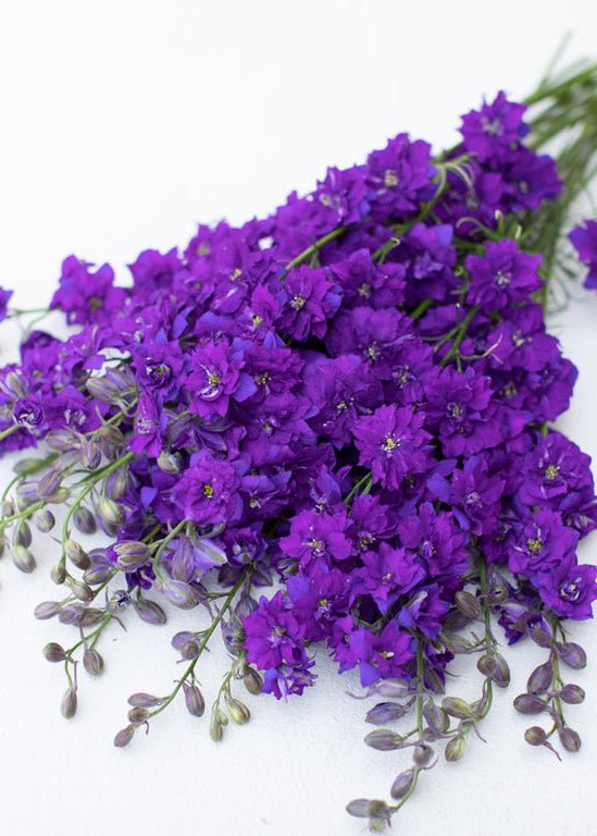 Larkspur ‘Giant Imperial Blue Spire’ - Clementine Home Floral Gift