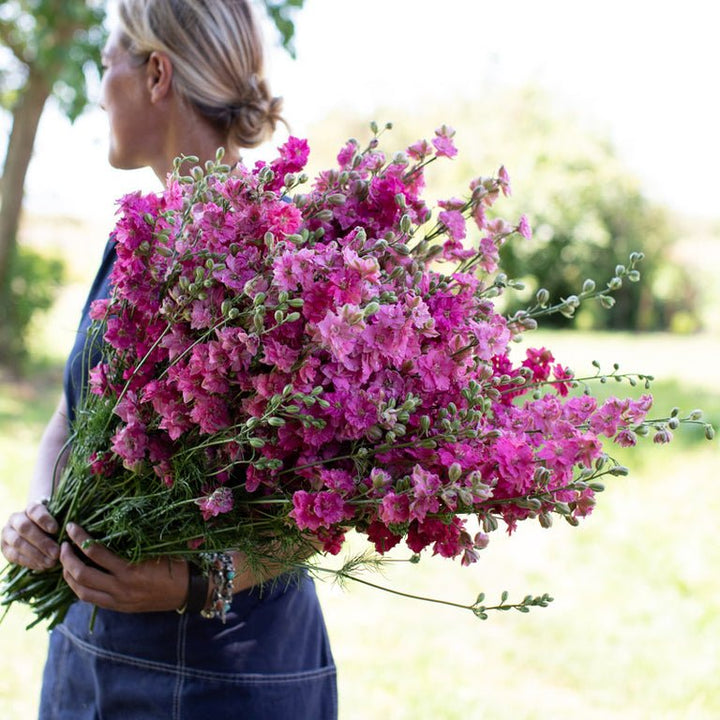 Larkspur ‘Giant Imperial Carmine King’ - Clementine Home Floral Gift