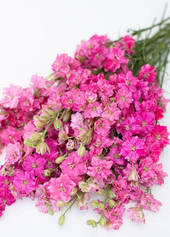 Larkspur ‘Giant Imperial Carmine King’ - Clementine Home Floral Gift