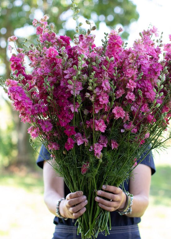 Larkspur ‘Giant Imperial Carmine King’ - Clementine Home Floral Gift
