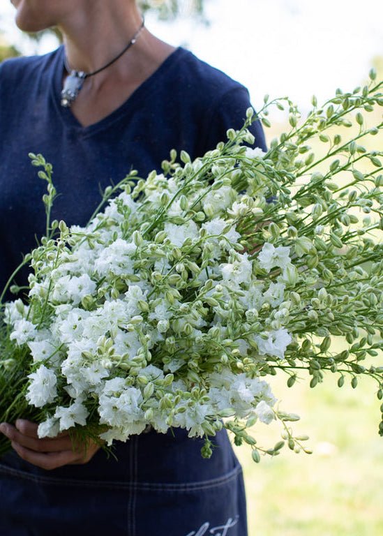 Larkspur ‘Giant Imperial White King’ - Clementine Home Floral Gift