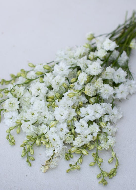 Larkspur ‘Giant Imperial White King’ - Clementine Home Floral Gift