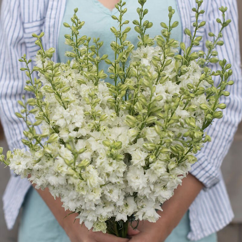 Larkspur - Giant Imperial White King - Clementine Home Floral Gift