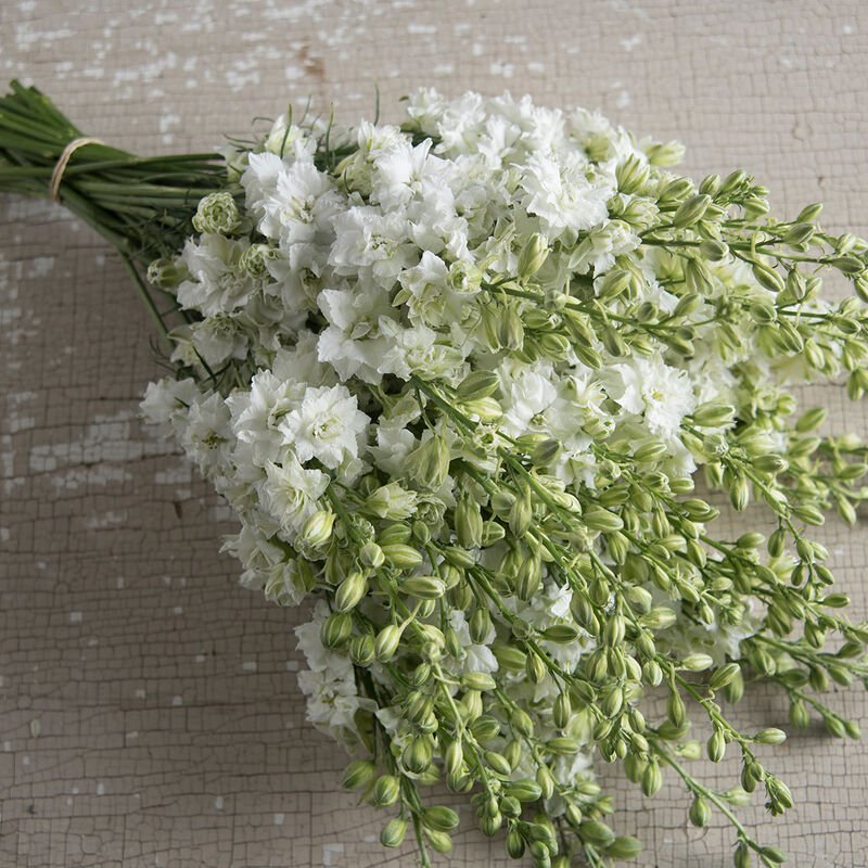 Larkspur - Giant Imperial White King - Clementine Home Floral Gift