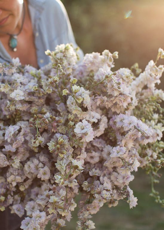 Larkspur ‘Smokey Eyes’ - Clementine Home Floral Gift