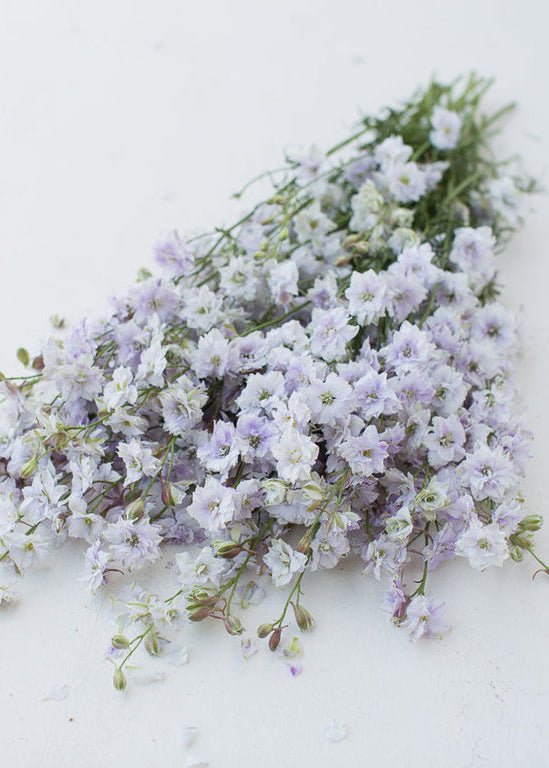 Larkspur ‘Smokey Eyes’ - Clementine Home Floral Gift