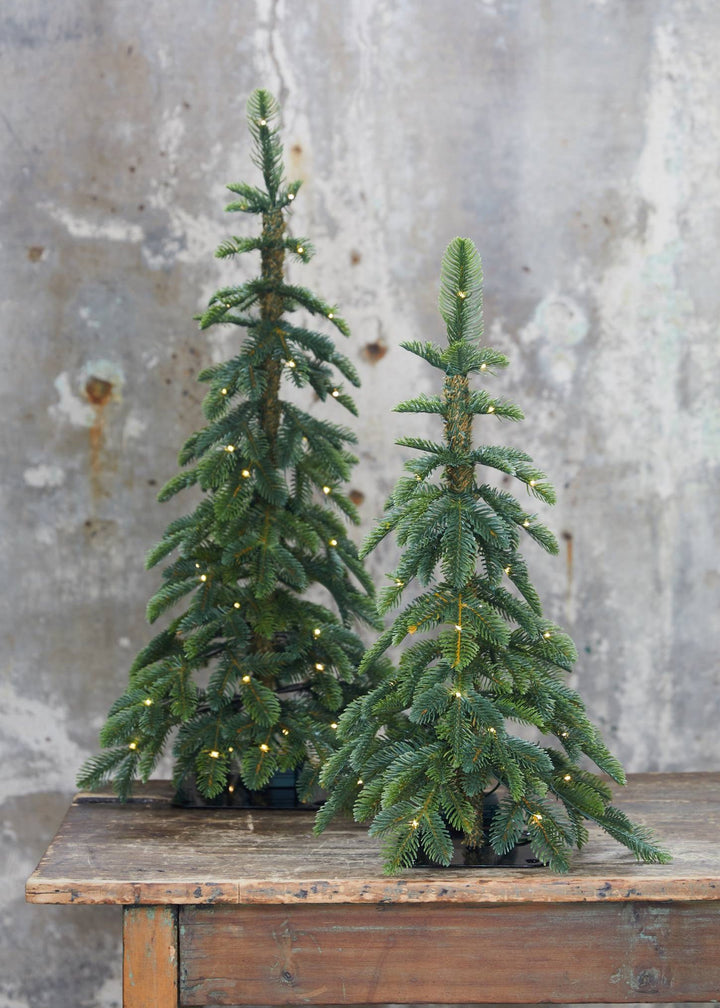 Lighted Pine Tree in Bag - Clementine Home Floral Gift