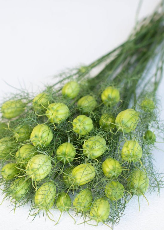 Love - in - a - Mist ‘Albion Green Pod’ - Clementine Home Floral Gift