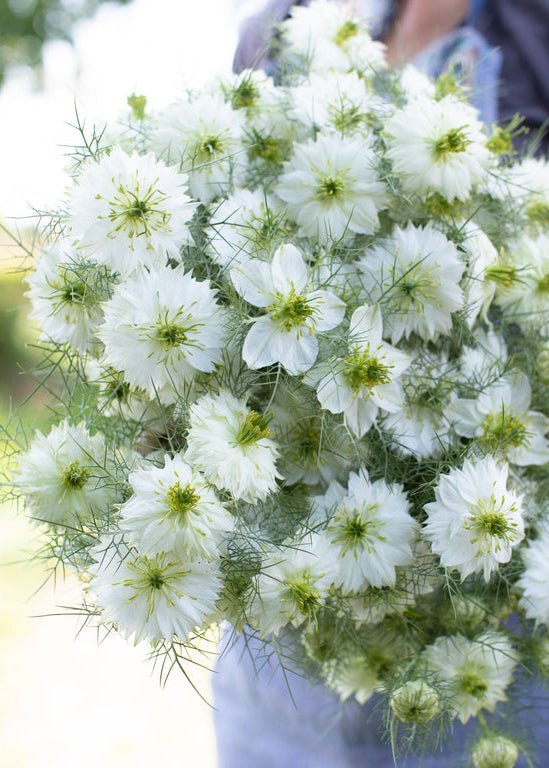 Love - in - a - Mist ‘Albion Green Pod’ - Clementine Home Floral Gift