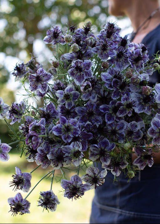 Love - in - a - Mist ‘Delft Blue’ - Clementine Home Floral Gift